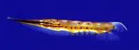 Speckled shrimpfish (Aeoliscus punctulatus)
