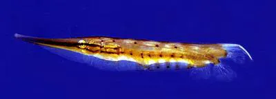 Speckled shrimpfish (Aeoliscus punctulatus)