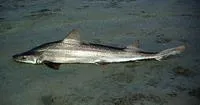 Speckled smooth-hound (Mustelus mento)
