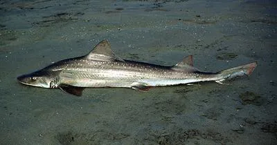 Speckled smooth-hound (Mustelus mento)