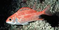 Speckled squirrelfish (Sargocentron punctatissimum)