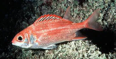 Speckled squirrelfish (Sargocentron punctatissimum)