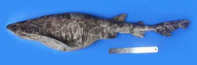 Speckled swellshark (Cephaloscyllium speccum)