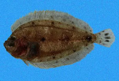 Speckled-tail flounder (Engyophrys sanctilaurentii)