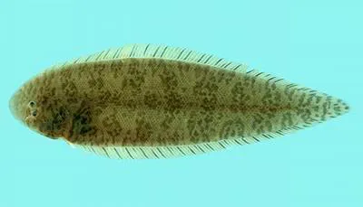 Speckled tonguesole (Cynoglossus puncticeps)