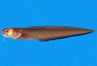Specklefin cusk eel (Lepophidium negropinna)
