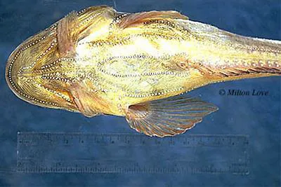 Specklefin midshipman (Porichthys myriaster)