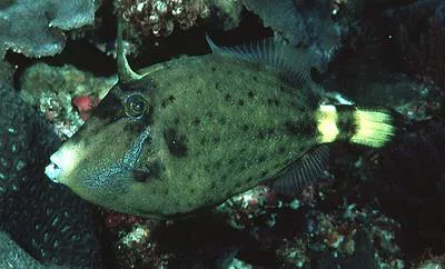 Spectacled filefish (Cantherhines fronticinctus)