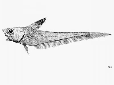 Spectacled grenadier (Nezumia orbitalis)
