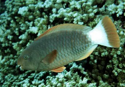 Spectacled parrotfish (Chlorurus perspicillatus)