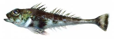 Spectacled sculpin (Triglops scepticus)