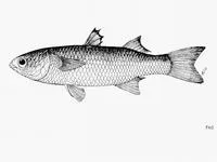 Speigler's mullet (Valamugil speigleri)