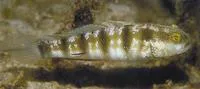 Sphinx goby (Amblygobius sphynx)