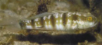 Sphinx goby (Amblygobius sphynx)