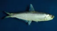 Spicule anchovy (Anchoa spinifer)