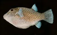 Spider-eye puffer (Canthigaster amboinensis)