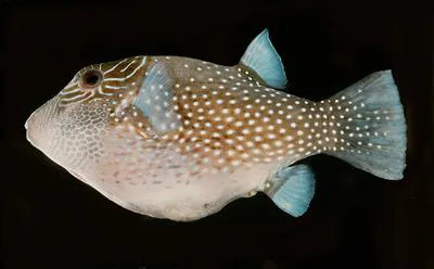 Spider-eye puffer (Canthigaster amboinensis)