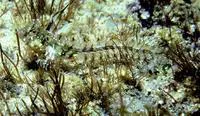 Spikefin blenny (Coralliozetus rosenblatti)