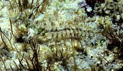 Spikefin blenny (Coralliozetus rosenblatti)