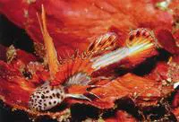 Spikefin goby (Discordipinna griessingeri)