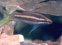Spiketail gourami (Parosphromenus filamentosus)