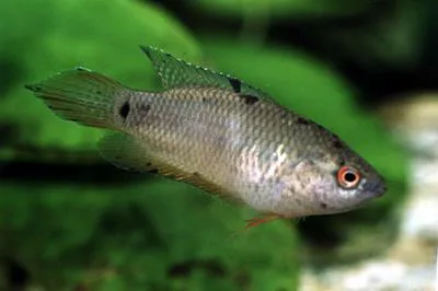 Spiketail paradisefish (Pseudosphromenus cupanus)