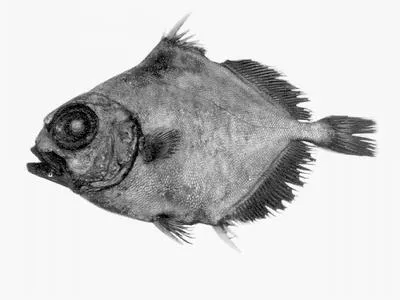 Spiky oreo (Neocyttus rhomboidalis)