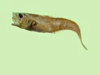 Spinaker grenadier (Ventrifossa nigrodorsalis)