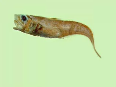 Spinaker grenadier (Ventrifossa nigrodorsalis)