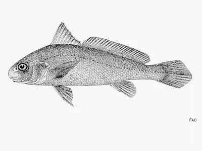 Spindle croaker (Johnius elongatus)