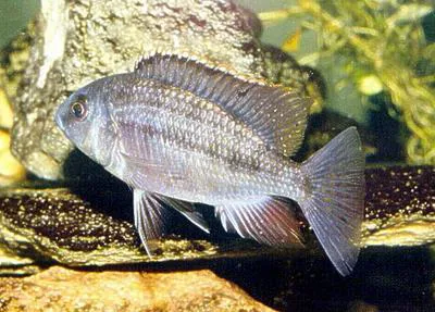 Spindle hap (Protomelas taeniolatus)