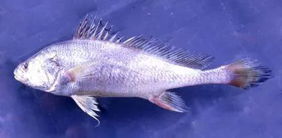 Spine bahaba (Bahaba polykladiskos)