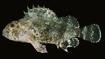 Spineblotch scorpionfish (Sebastapistes mauritiana)