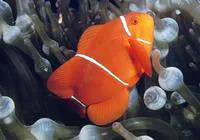 Spinecheek anemonefish (Premnas biaculeatus)