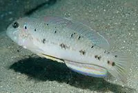 Spinecheek goby (Oplopomus oplopomus)