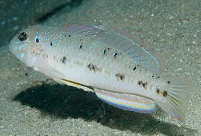 Spinecheek goby (Oplopomus oplopomus)