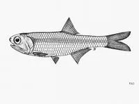 Spined anchovy (Stolephorus tri)