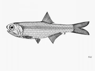 Spined anchovy (Stolephorus tri)