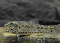 Spined loach (Cobitis taenia)
