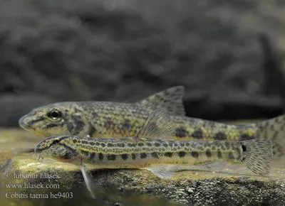Spined loach (Cobitis taenia)