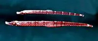 Spined pipefish (Phoxocampus diacanthus)