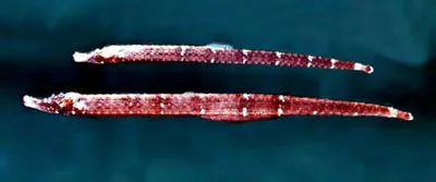 Spined pipefish (Phoxocampus diacanthus)