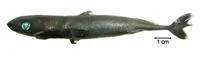 Spined pygmy shark (Squaliolus laticaudus)