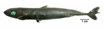 Spined pygmy shark (Squaliolus laticaudus)