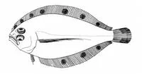 Spined whiff (Citharichthys dinoceros)