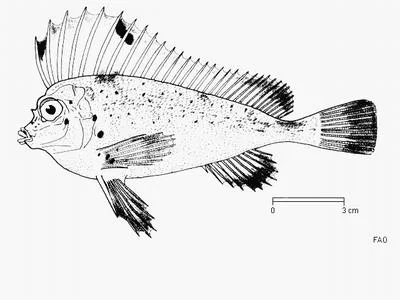 Spinenose horsefish (Congiopodus spinifer)