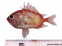 Spinesnout squirrelfish (Ostichthys acanthorhinus)