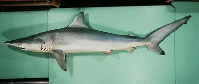 Spinner shark (Carcharhinus brevipinna)