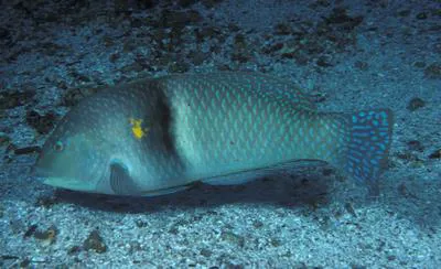 Spinster wrasse (Halichoeres nicholsi)