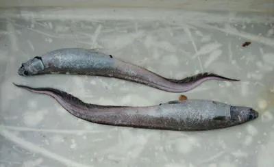 Spiny-back eel (Notacanthus sexspinis)